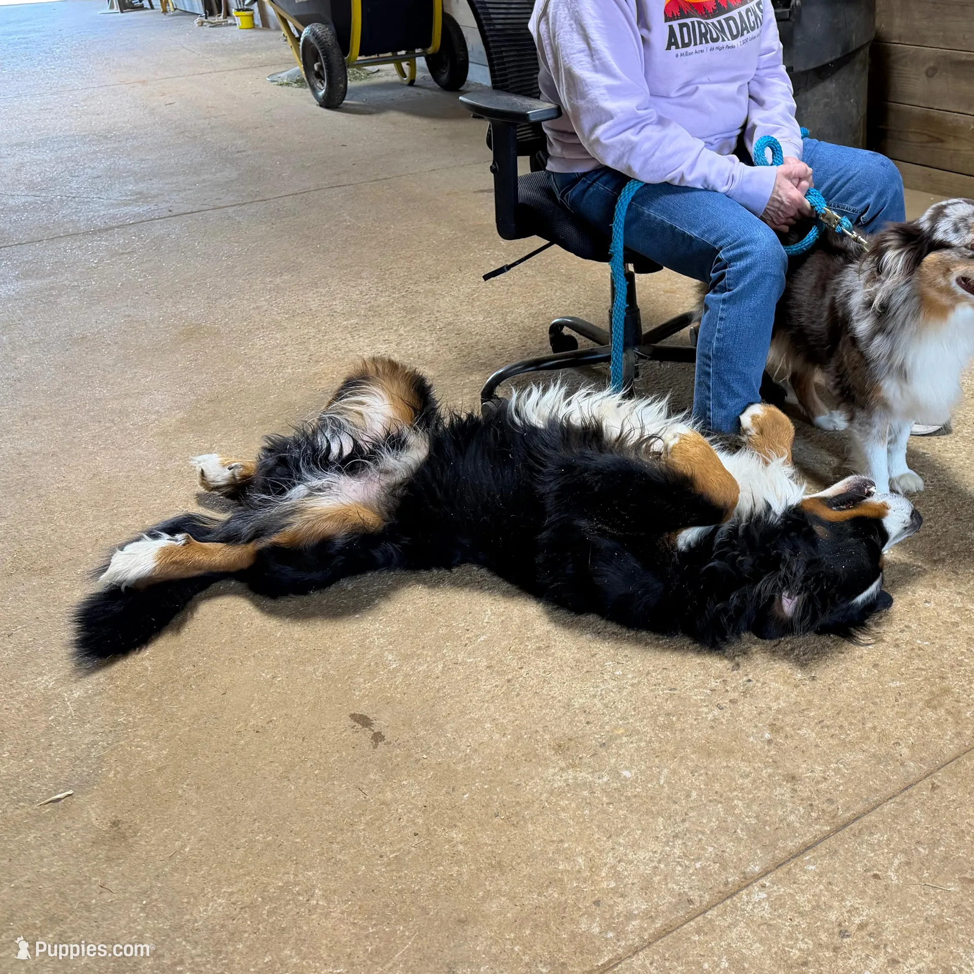 Winifred, a female Bernese Mountain Dog for sale in Scottsboro, AL – Photo 6 of 6
