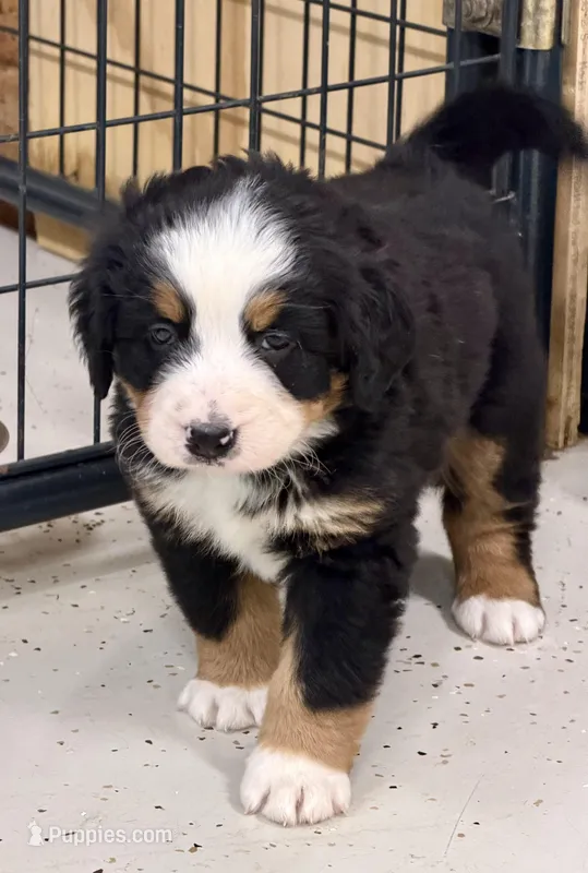 Winifred – Bernese Mountain Dog puppy for sale in Scottsboro, AL