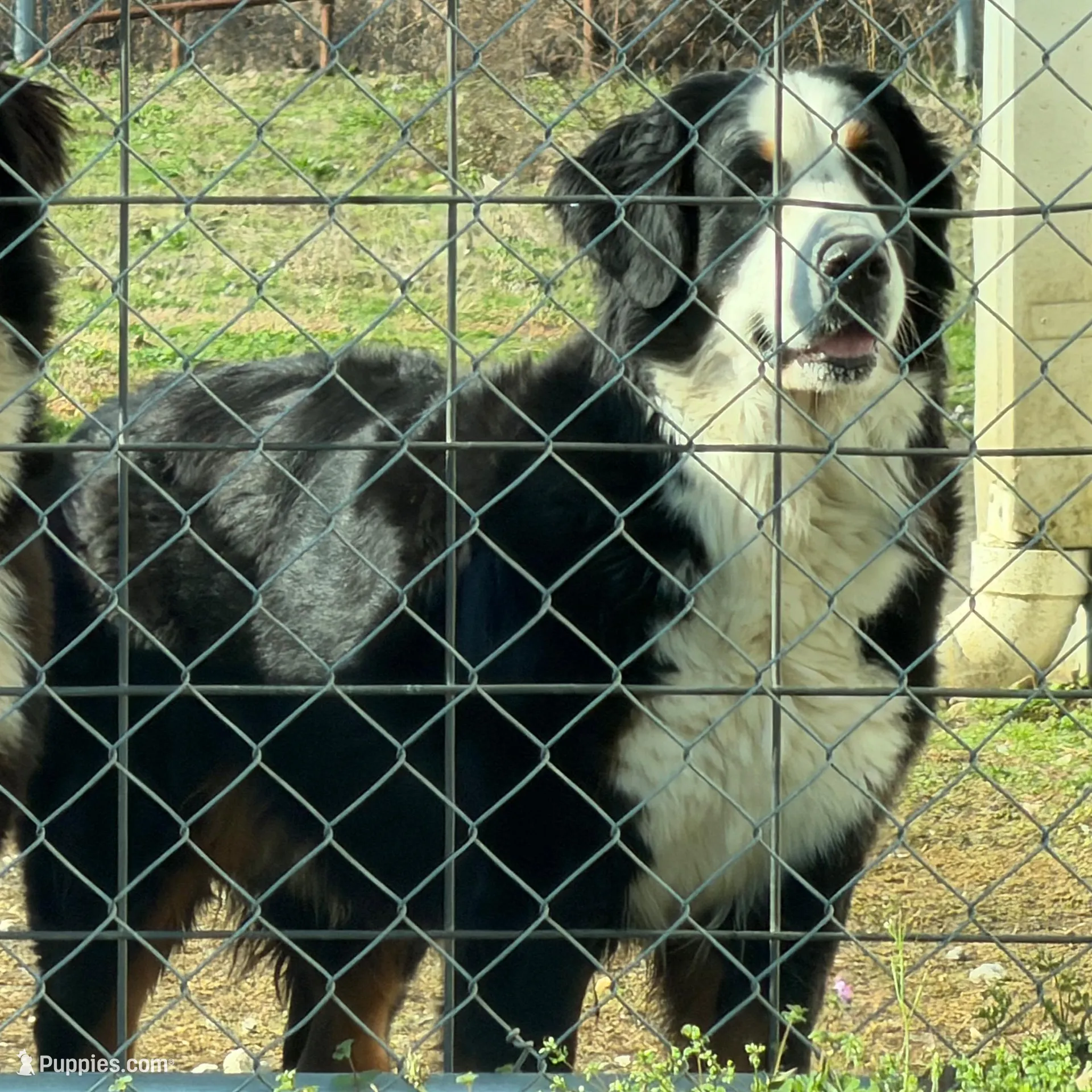 Winifred, a female Bernese Mountain Dog for sale in Scottsboro, AL – Photo 4 of 6