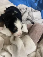 Winifred, a female Bernese Mountain Dog for sale in Scottsboro, AL – Photo 3 of 6