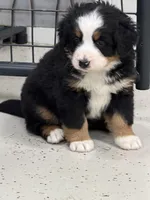 Winifred, a female Bernese Mountain Dog for sale in Scottsboro, AL – Photo 3 of 6
