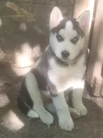 Oreo, a male Siberian Husky for sale in Buffalo, NY – 1 of 4