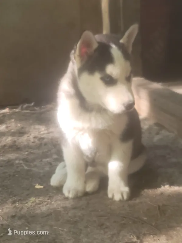 Ace – Siberian Husky puppy for sale in Buffalo, NY