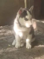 Ace, a male Siberian Husky for sale in Buffalo, NY – 1 of 3