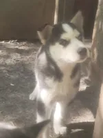 Ace, a male Siberian Husky for sale in Buffalo, NY – 2 of 3