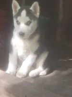 Oreo, a male Siberian Husky for sale in Buffalo, NY – 3 of 4
