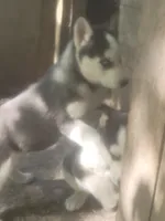 Ace, a male Siberian Husky for sale in Buffalo, NY – 3 of 3