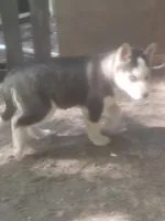 Oreo, a male Siberian Husky for sale in Buffalo, NY – 2 of 4
