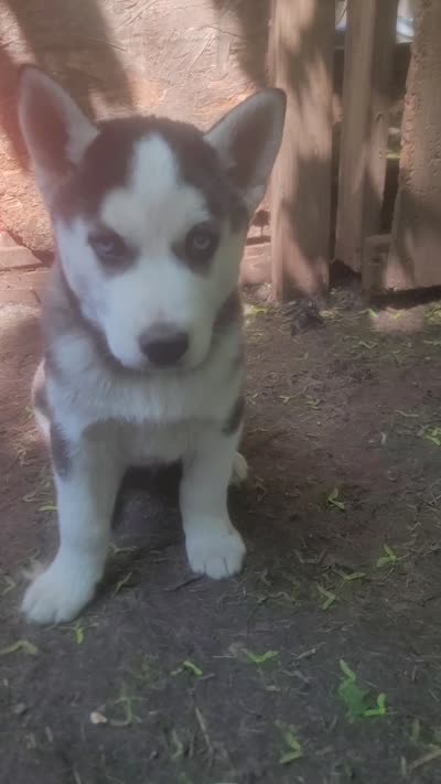 Oreo, a male Siberian Husky for sale in Buffalo, NY – 4 of 4