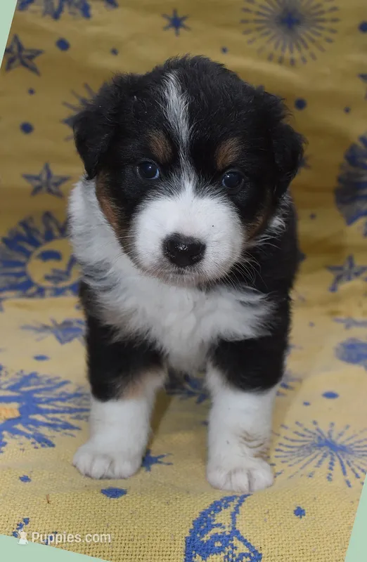 RIYA – Australian Shepherd puppy for sale in High Point, NC