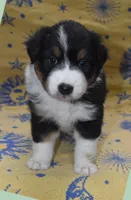 RIYA, a female Australian Shepherd for sale in High Point, NC – 1 of 4