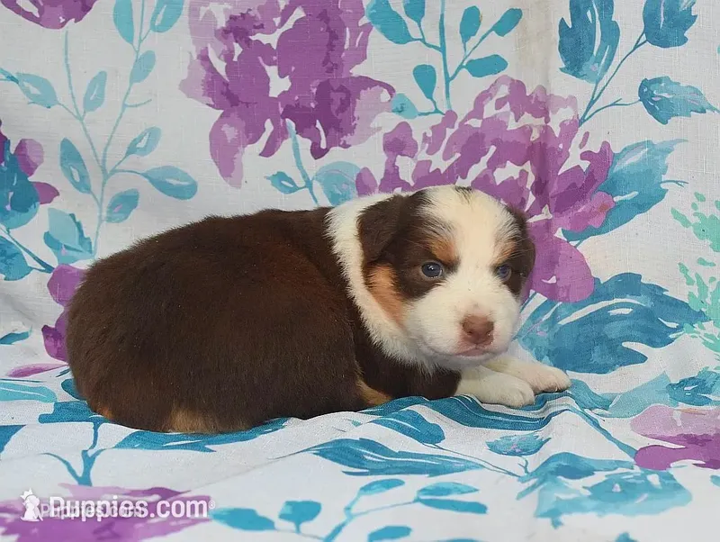 MORA – Australian Shepherd puppy for sale in High Point, NC