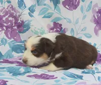 MORA, a female Australian Shepherd for sale in High Point, NC – 3 of 5