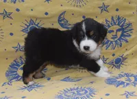 RIYA, a female Australian Shepherd for sale in High Point, NC – 4 of 4