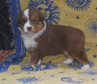 SUMMER, a female Australian Shepherd for sale in High Point, NC – 5 of 5