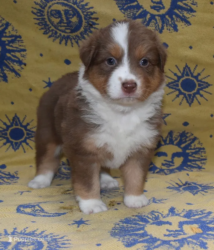 SUMMER – Australian Shepherd puppy for sale in High Point, NC