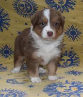 SUMMER, a female Australian Shepherd for sale in High Point, NC – 1 of 5