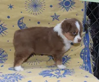 SUMMER, a female Australian Shepherd for sale in High Point, NC – 3 of 5