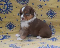 SUMMER, a female Australian Shepherd for sale in High Point, NC – 2 of 5