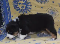 RIYA, a female Australian Shepherd for sale in High Point, NC – 3 of 4