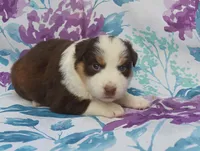 MORA, a female Australian Shepherd for sale in High Point, NC – 2 of 5