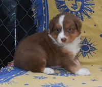 SUMMER, a female Australian Shepherd for sale in High Point, NC – 4 of 5