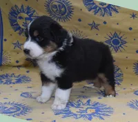 RIYA, a female Australian Shepherd for sale in High Point, NC – 2 of 4