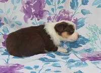 MORA, a female Australian Shepherd for sale in High Point, NC – 5 of 5