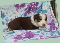 MORA, a female Australian Shepherd for sale in High Point, NC – 4 of 5