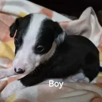 Oreo, a male Whippet for sale in Jennings, OK – Photo 6 of 8