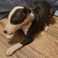 Oreo, a male Whippet for sale in Jennings, OK – Photo 3 of 8