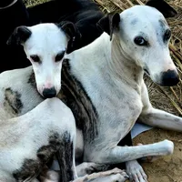 Oreo, a male Whippet for sale in Jennings, OK – Photo 8 of 8