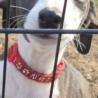 Oreo, a male Whippet for sale in Jennings, OK – Photo 2 of 8