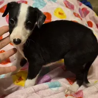 Oreo, a male Whippet for sale in Jennings, OK – Photo 5 of 8