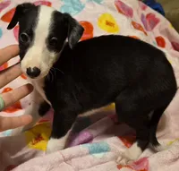 processed/5159d187-9c95-434b-9e05-1c72105c8ae2/listing/2541cfa5-8928-4c55-aa11-060a913e0b97/d660ef74-ec77-41d9-8525-d80d5b4ca340