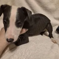 Oreo, a male Whippet for sale in Jennings, OK – Photo 4 of 8