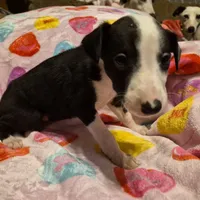 Oreo, a male Whippet for sale in Jennings, OK – Photo 7 of 8