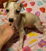 processed/5159d187-9c95-434b-9e05-1c72105c8ae2/listing/7e6005e2-e029-47df-b10c-04ea77fc081b/b175d4f4-129e-4b85-835a-2d2f64b81c06