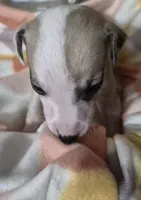 processed/5159d187-9c95-434b-9e05-1c72105c8ae2/listing/7e6005e2-e029-47df-b10c-04ea77fc081b/e6e6214e-dcfa-42ca-a386-c374af4744b2