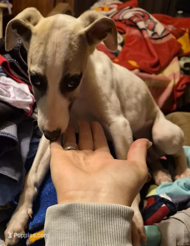 Nabisco – Whippet puppy for sale in Jennings, OK