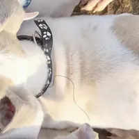 Nabisco, a male Whippet for sale in Jennings, OK – Photo 2 of 9