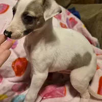 Nabisco, a male Whippet for sale in Jennings, OK – Photo 7 of 9