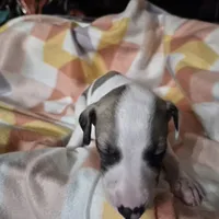 Nabisco, a male Whippet for sale in Jennings, OK – Photo 6 of 9