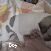 Nabisco, a male Whippet for sale in Jennings, OK – Photo 8 of 9