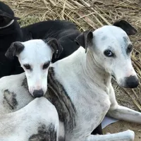 Nabisco, a male Whippet for sale in Jennings, OK – Photo 9 of 9