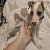 Nabisco, a male Whippet for sale in Jennings, OK – Photo 5 of 9