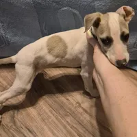 Nabisco, a male Whippet for sale in Jennings, OK – Photo 3 of 9