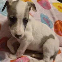 Nabisco, a male Whippet for sale in Jennings, OK – Photo 4 of 9