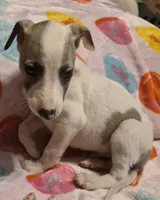 processed/5159d187-9c95-434b-9e05-1c72105c8ae2/listing/8884693d-c263-41c2-961d-6e2d3d67386c/e4949a09-edf4-4d68-9819-786276d1ff7d