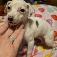 Sandee, a female Whippet for sale in Jennings, OK – Photo 5 of 9